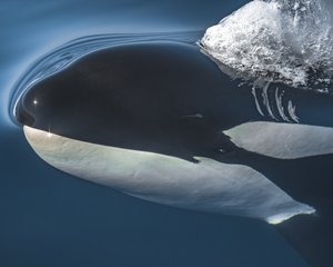 Underwater Photo of Whale and Iceberg